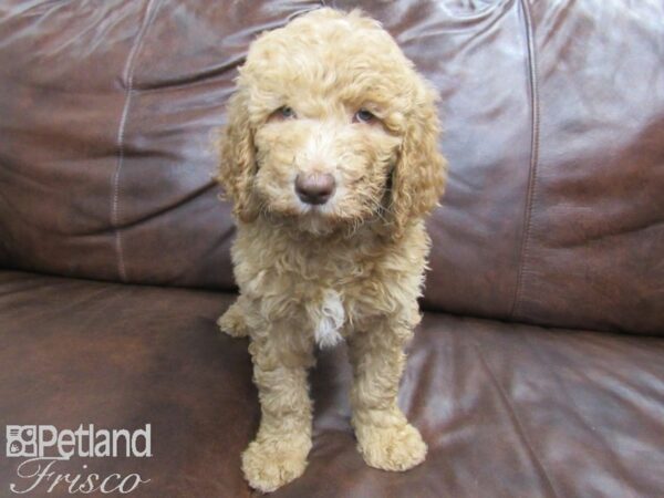 Goldendoodle DOG Female Apricot 24860 Petland Frisco, Texas