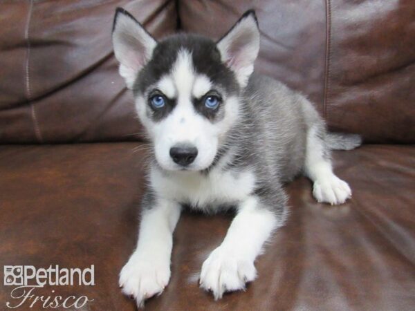 Siberian Husky DOG Male Black White 24859 Petland Frisco, Texas