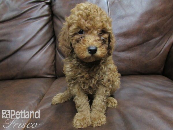 Goldendoodle Mini 2nd Gen DOG Male Red 24858 Petland Frisco, Texas