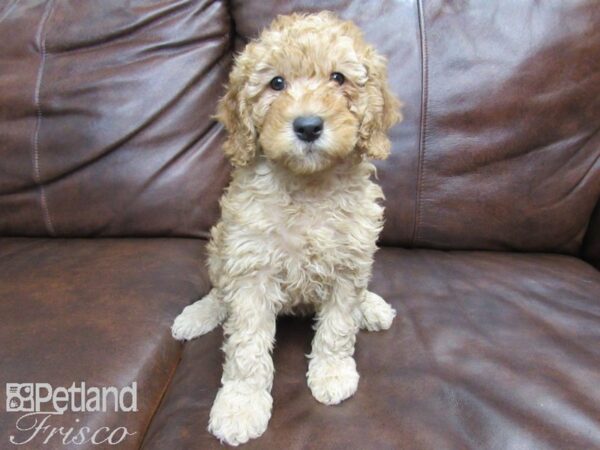 Goldendoodle Mini 2nd Gen DOG Female Red 24857 Petland Frisco, Texas