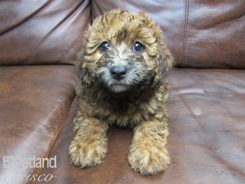 Mini Whoodle-DOG-Female-Brown-2632125-Petland Frisco, Texas
