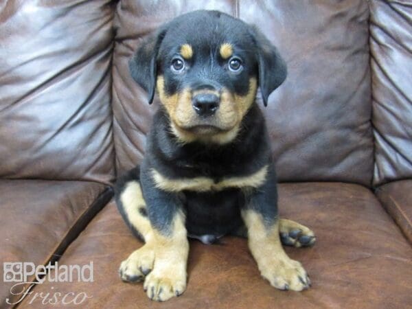Rottweiler DOG Male Black Tan 24855 Petland Frisco, Texas