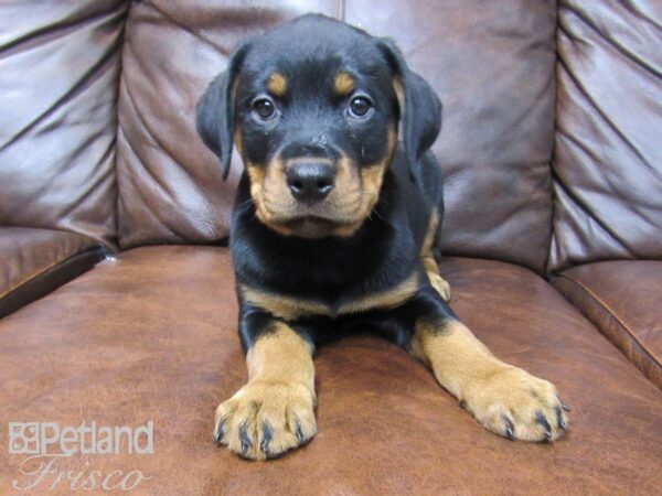 Rottweiler DOG Female Black Tan 24854 Petland Frisco, Texas