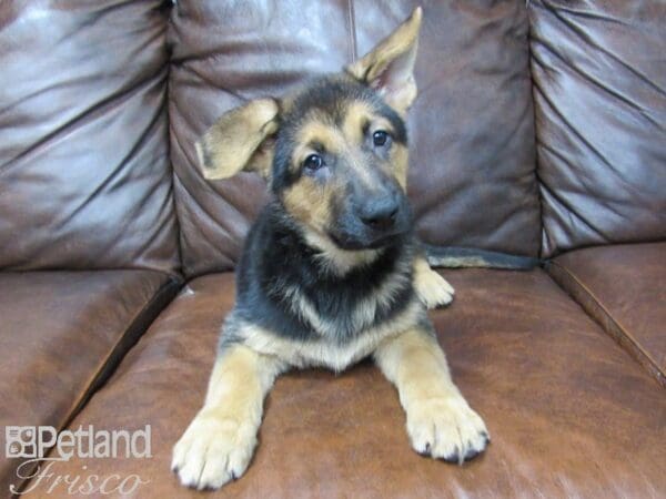 German Shepherd-DOG-Female-Black & Tan-24853-Petland Frisco, Texas