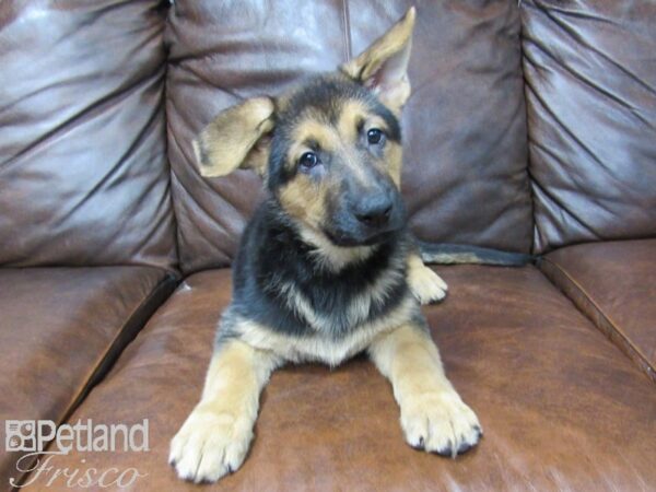German Shepherd-DOG-Female-Black & Tan-24853-Petland Frisco & Mckinney, Texas
