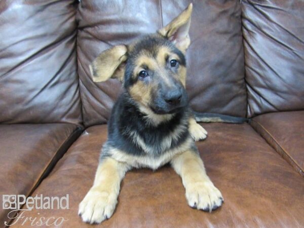 German Shepherd DOG Female Black & Tan 24853 Petland Frisco, Texas