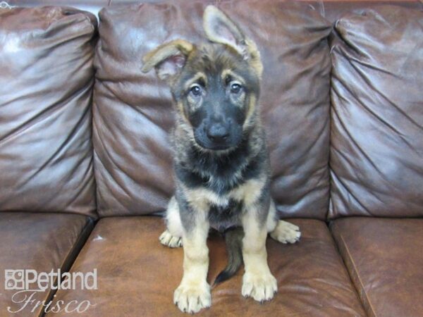 German Shepherd DOG Male Black & Tan 24852 Petland Frisco, Texas