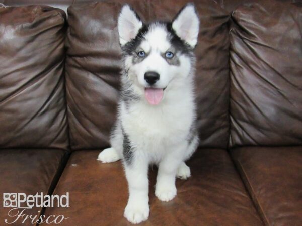 Siberian Husky DOG Male Black White 24851 Petland Frisco, Texas