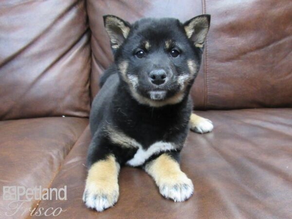 Shiba Inu-DOG-Female-Black & Tan-24850-Petland Frisco & Mckinney, Texas