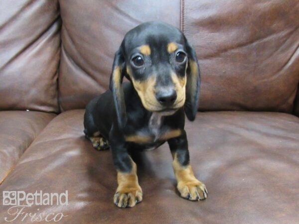 Miniature Dachshund DOG Female Blk & Tan 24849 Petland Frisco, Texas