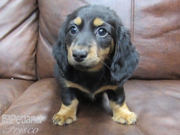 Miniature Dachshund DOG Female Black & Tan 24848 Petland Frisco, Texas