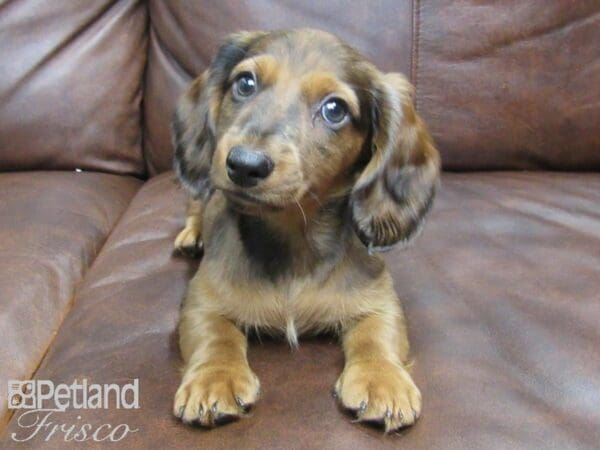 Miniature Dachshund-DOG-Male-Red-24847-Petland Frisco, Texas