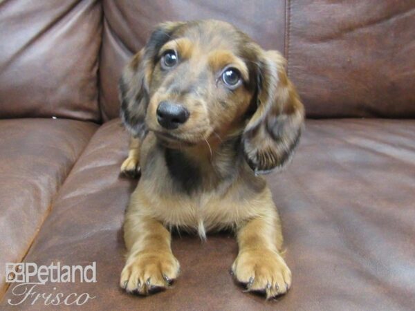 Miniature Dachshund DOG Male Red 24847 Petland Frisco, Texas