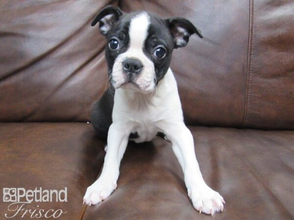 Boston Terrier DOG Female Black and White 24846 Petland Frisco, Texas