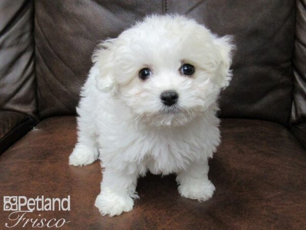 Maltipoo-DOG-Female-White-24844-Petland Frisco & Mckinney, Texas