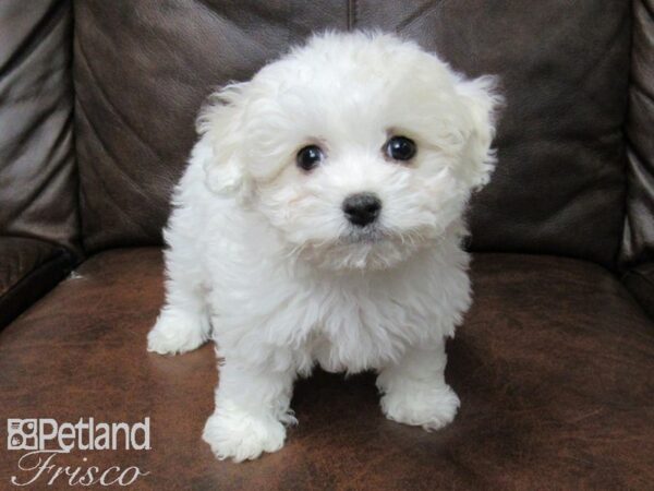 Maltipoo DOG Female White 24844 Petland Frisco, Texas