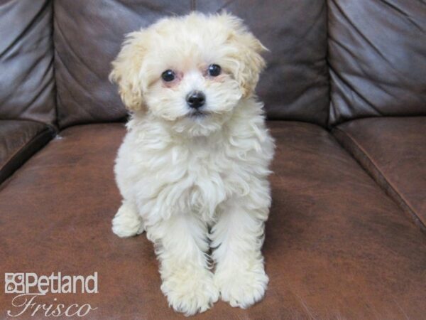 Peke Poo DOG Female Cream 24845 Petland Frisco, Texas