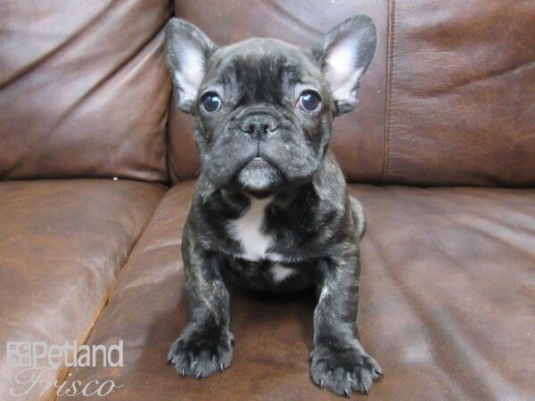 French Bulldog DOG Male Brindle 24842 Petland Frisco, Texas