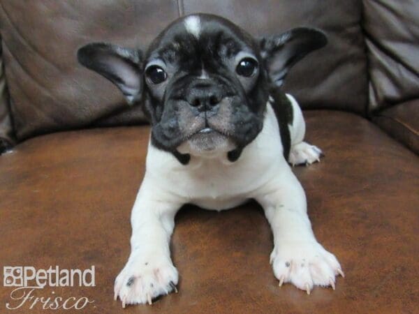French Bulldog DOG Male Brindle & White 24843 Petland Frisco, Texas
