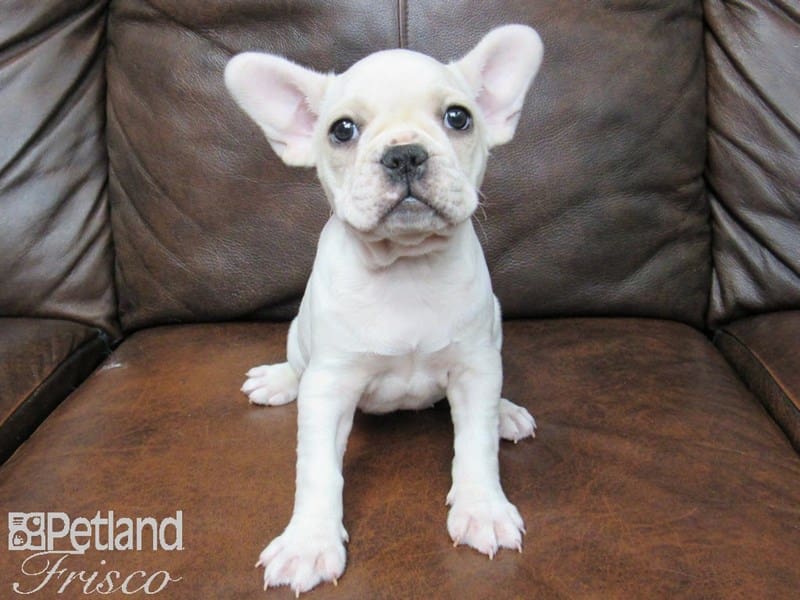 French Bulldog-DOG-Female-Fawn & White-2634795-Petland Frisco, Texas