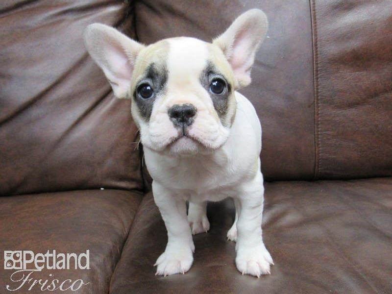 French Bulldog-DOG-Female-Fawn & White-2634824-Petland Frisco, Texas