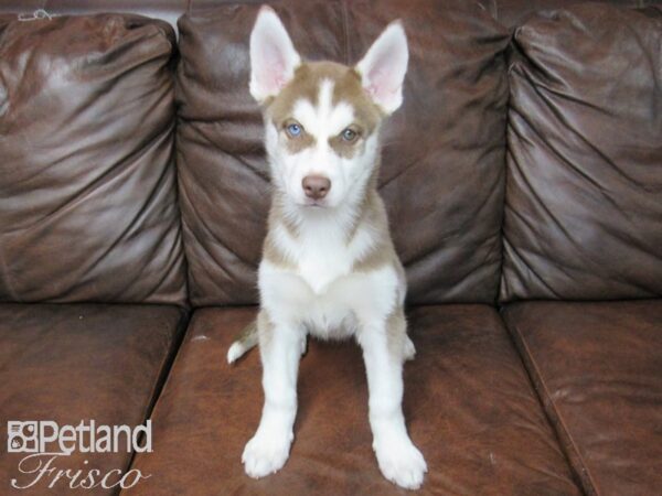 Siberian Husky DOG Female Red and White 24837 Petland Frisco, Texas