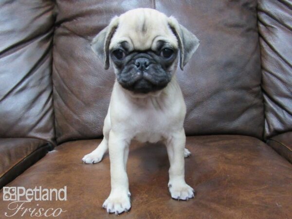 Pug DOG Male Fawn 24839 Petland Frisco, Texas