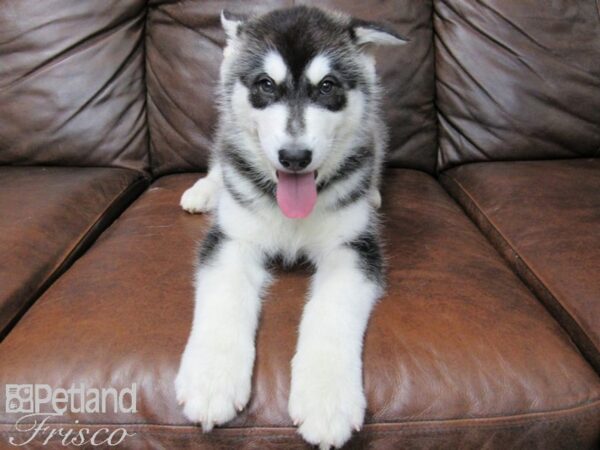 Alaskan Malamute DOG Male Black and White 24836 Petland Frisco, Texas