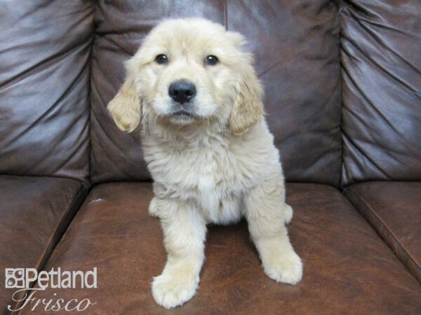 Golden Retriever DOG Female Golden 24833 Petland Frisco, Texas