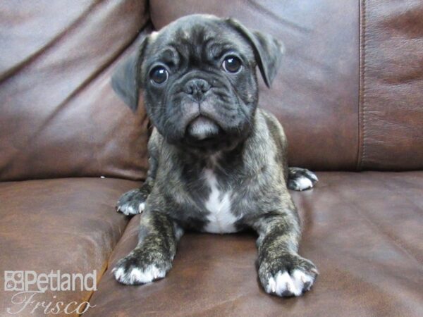 French Bulldog/Pug-DOG-Male-Brindle-24832-Petland Frisco & Mckinney, Texas
