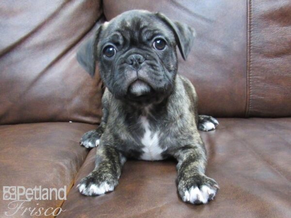 French Bulldog/Pug DOG Male Brindle 24832 Petland Frisco, Texas