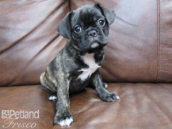 French Bulldog/Pug-DOG-Female-Brindle-24831-Petland Frisco & Mckinney, Texas