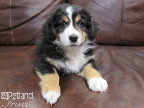 Miniature Australian Shepherd DOG Male Tri 24829 Petland Frisco, Texas