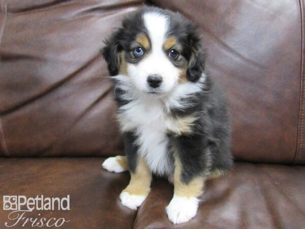 Miniature Australian Shepherd DOG Male Tri 24830 Petland Frisco, Texas