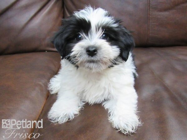 Havachon-DOG-Female--24828-Petland Frisco, Texas