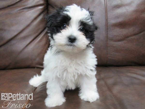 Havachon-DOG-Female--24827-Petland Frisco & Mckinney, Texas