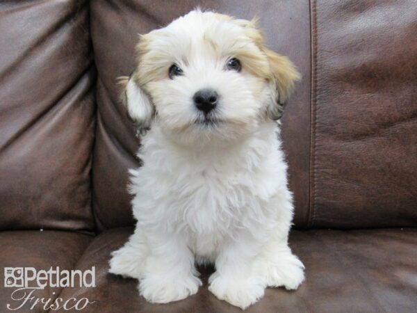 Havachon-DOG-Female--24826-Petland Frisco & Mckinney, Texas