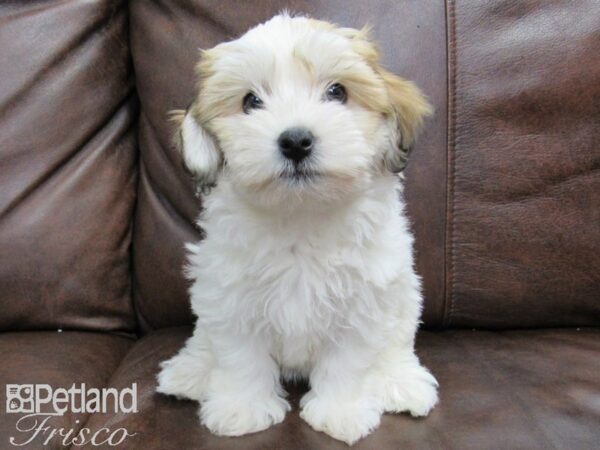 Havachon-DOG-Female--24826-Petland Frisco, Texas