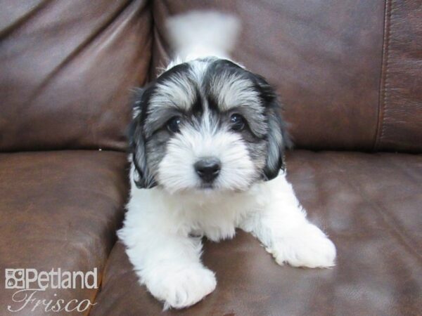 Havachon-DOG-Female--24825-Petland Frisco & Mckinney, Texas