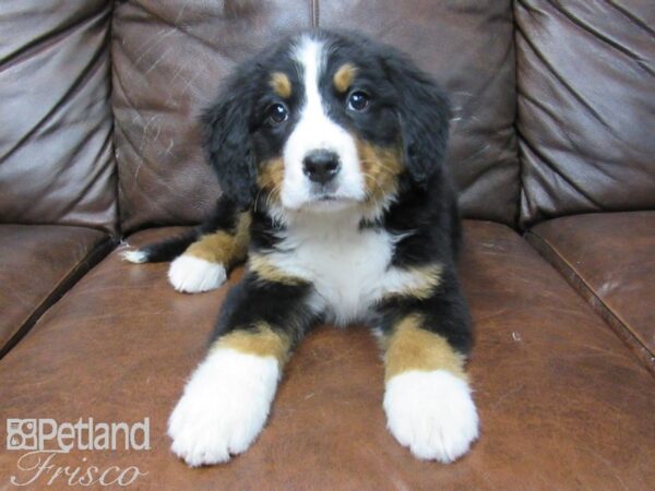 Bernese Mountain Dog-DOG-Female-Tri-24824-Petland Frisco & Mckinney, Texas