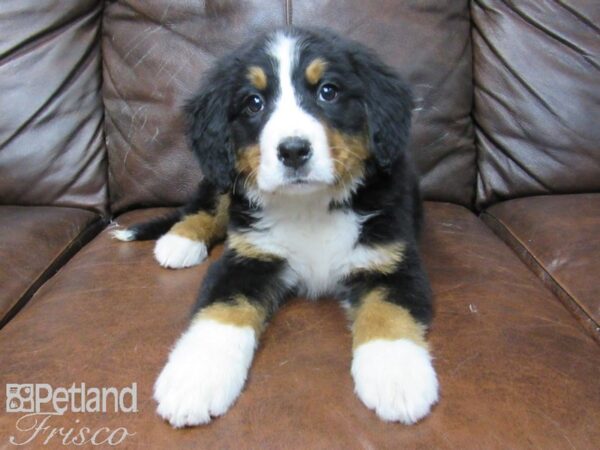 Bernese Mountain Dog DOG Female Tri 24824 Petland Frisco, Texas