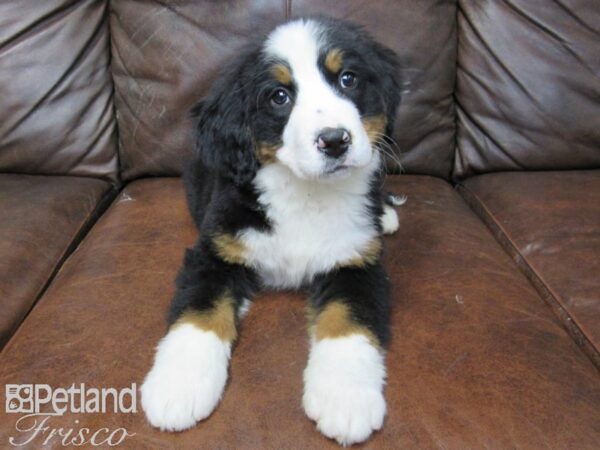 Bernese Mountain Dog DOG Male Tri 24823 Petland Frisco, Texas