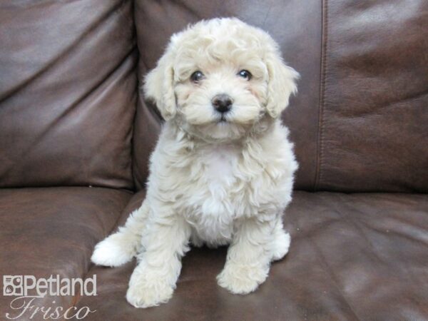 Poochon DOG Female Cream 24821 Petland Frisco, Texas