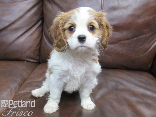 Cavalier King Charles Spaniel DOG Female Blenheim 24822 Petland Frisco, Texas