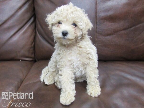 Poochon-DOG-Male-Cream-24820-Petland Frisco & Mckinney, Texas