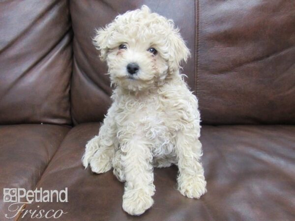 Poochon DOG Male Cream 24820 Petland Frisco, Texas