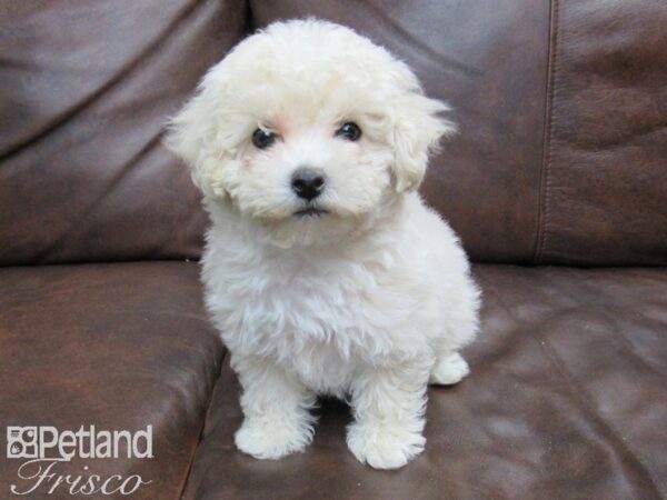 Poochon DOG Male Cream 24819 Petland Frisco, Texas