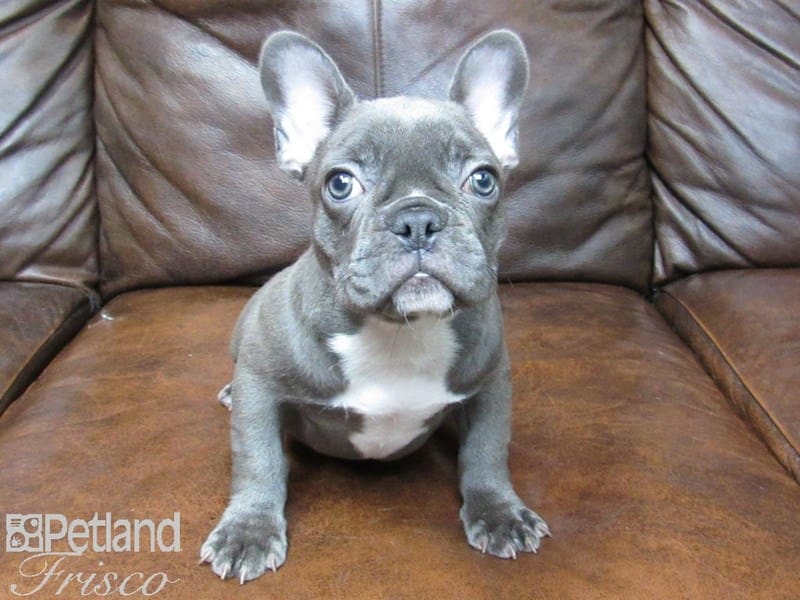 French Bulldog-DOG-Female-Blue-2620476-Petland Frisco, Texas