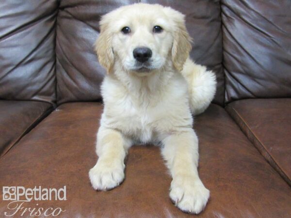 Golden Retriever DOG Female Golden 24834 Petland Frisco, Texas