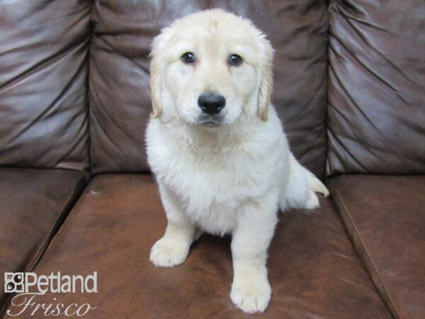 Golden Retriever DOG Female Golden 24835 Petland Frisco, Texas